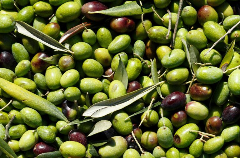 Olive für alles – Der ideale Rohstoff für die Kreislaufwirtschaft